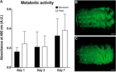 Application of a Hyperelastic 3D Printed Scaffold for Mesenchymal Stem Cell-Based Fabrication of a Bizonal Tendon Enthesis-like Construct